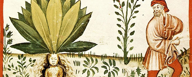 PARACELSO SIGLO I  (D.C)