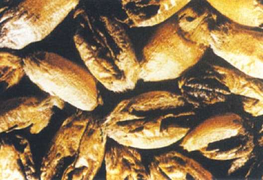 Prevost - hongo del trigo