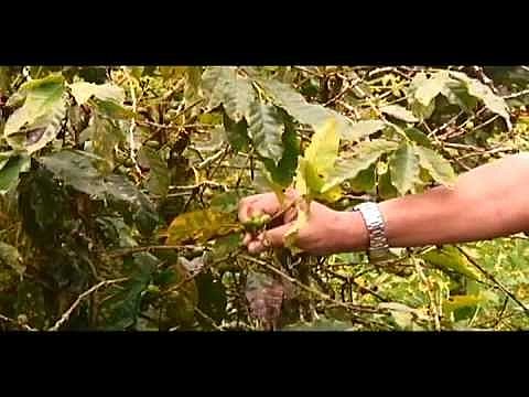 Aparece la roya del café como epidemia importante