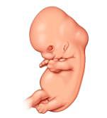 Desaparición de cola, membrana de manos, y aparición de párpados.