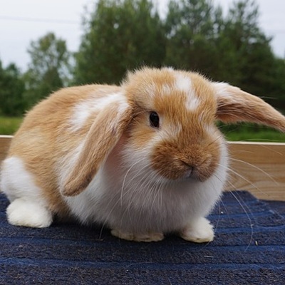 Timeline: zias presentation