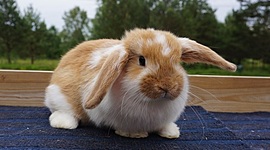 Timeline: zias presentation