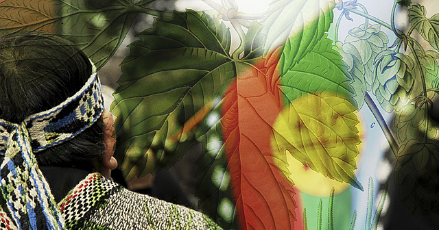 Medicina tradicional Mapuche