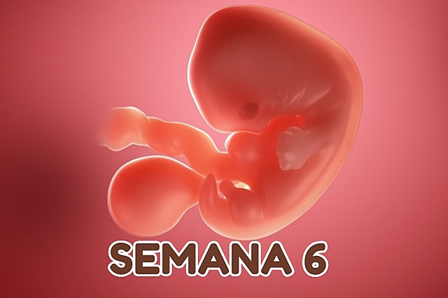 Semana 6