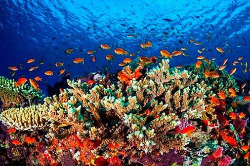 a teoría sobre la formación de los arrecifes de coral