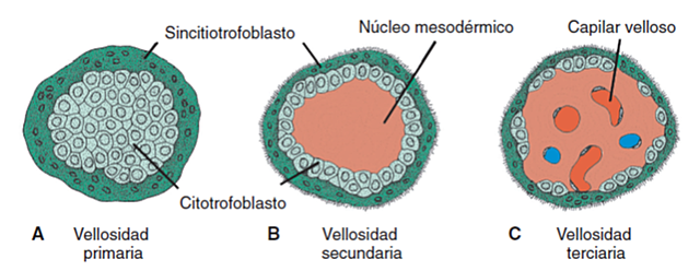 Desarrollo del Trofoblasto
