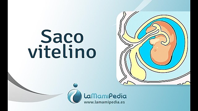Desarrollo del saco vitelino