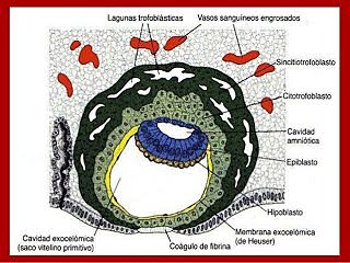 Desarrollo de sinusoides