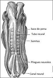 Desarrollo de somitas