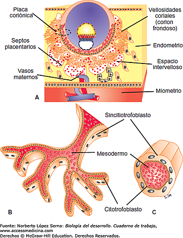Desarrollo de vellosidades coriónicas y placenta