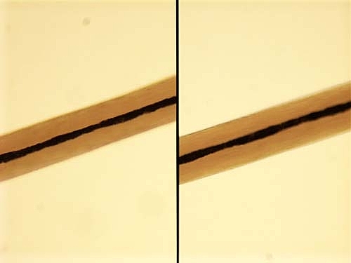 Victor Balthazard and Marcelle Lambert publish first the study on hair fibers.