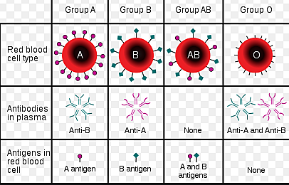 Blood Types