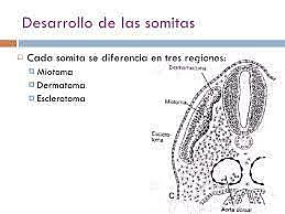 Tercera semana; Somitas