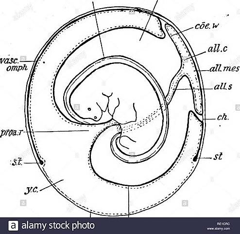 Tercera semana; Placentación