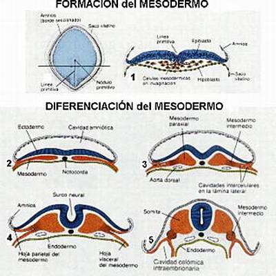 Timeline: periodo embrionario 3-8 semana