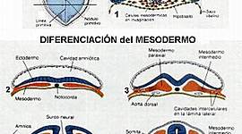 Timeline: periodo embrionario 3-8 semana