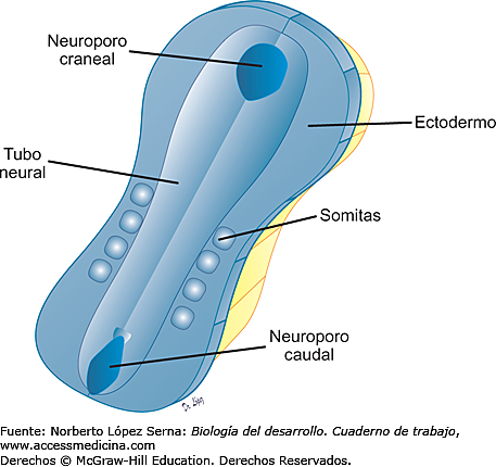Semana 3 - Desarrollo de Somitas