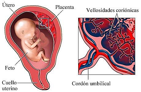 Desarrollo de las vellosidades coriónicas y la placenta