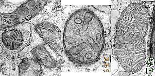 Esimesed mitmerakulised organismid