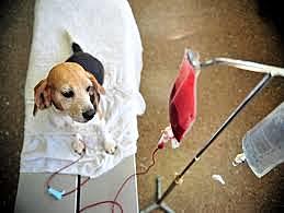 Canine Blood Transfusions
