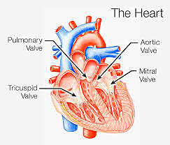 Heart Valve Surgery