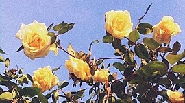 Timeline: Línea del tiempo - OE