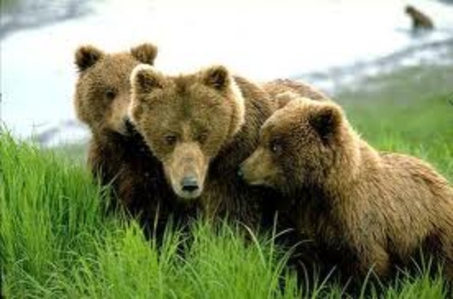 Grizzly Bears
