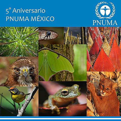 Programa de las Naciones Unidas para el medio Ambiente (PNUMA)