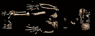 Descubrimiento de "Ardi"