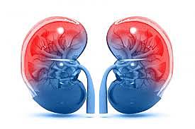 Kidneys