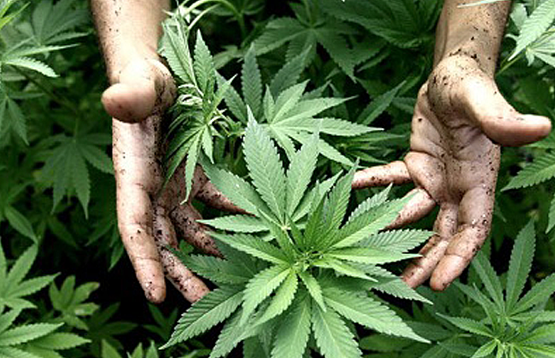 ORIGEN DE LA INDUSTRIA DEL NARCOTRAFICO