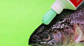 Timeline: Geokronoloogiline skaala Orm BK