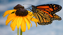 Timeline: Mi vida:cronologia