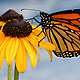 Monarch butterfly jane aguilar murphy dpc