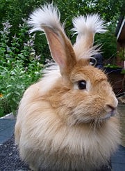 Hasen  bekommen Lola und Ron❤