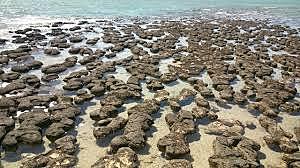 Arhaikum ehk ürgeoon