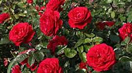 Timeline: History Class Timeline