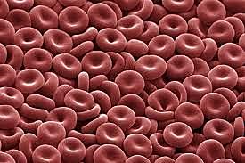 Anto van Leeuwenhoek discovers blood cells