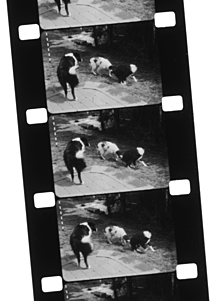 nitrate Celluloid film