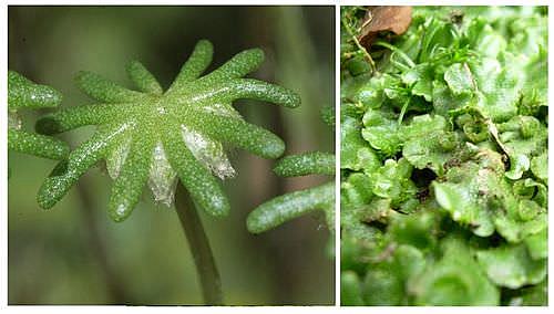 Esimesed maismaataimed