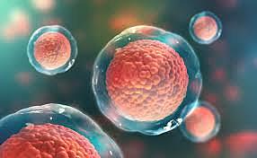 Doctors began to introduce potential STEM cells and also cloned human STEM cells.