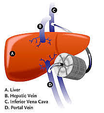 Artificial Kidney and Liver grown in laboratories.