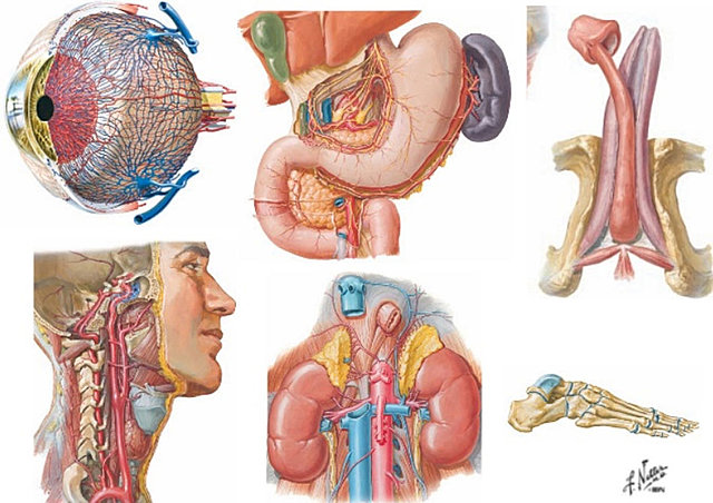 Anatomía y fisiología