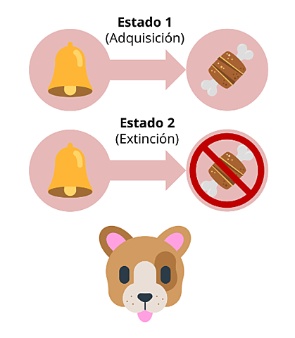 Elementos básicos del condicionamiento pavloviano