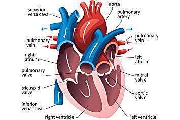 Circulatory System