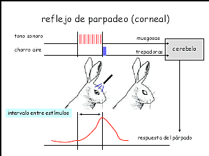 La prueba del estímulo compuesto o sumación
