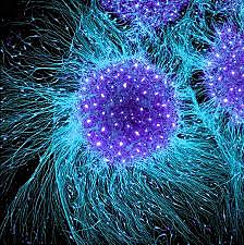 Embryonic Stem Cells