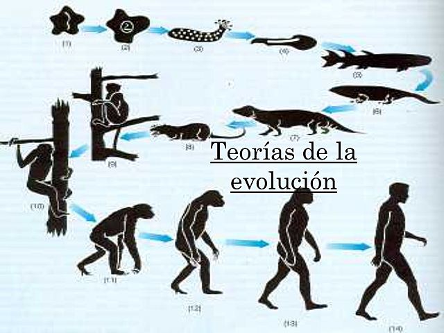 Teoría de la evolución
