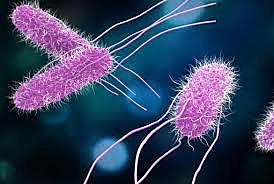 Typhoid became a known disease in this era ~ its disease that inflames the intestine and is spread with contact of the infection