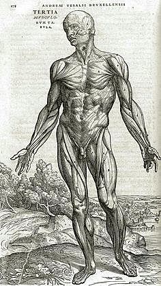 "Humani corporis fabrica libri septem"